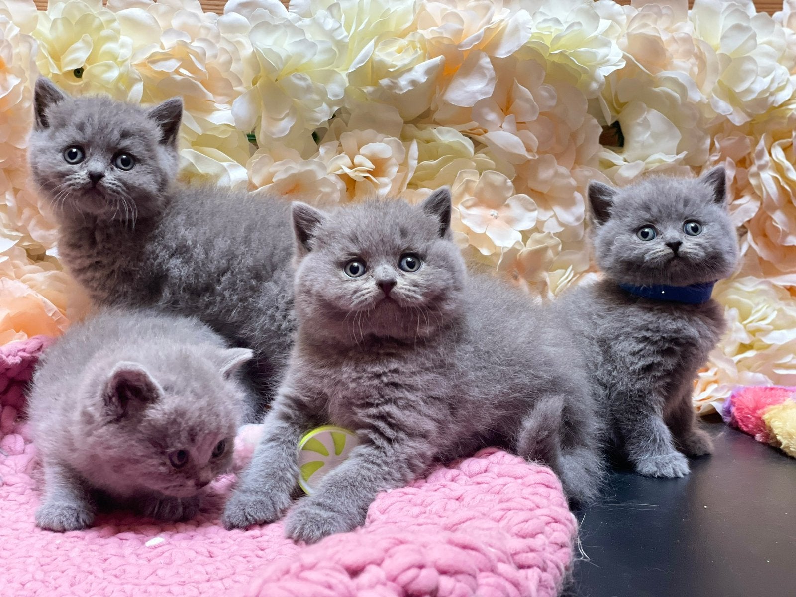 Britse korthaar kittens, Dieren en Toebehoren, Meerdere dieren, Gechipt, 0 tot 2 jaar
