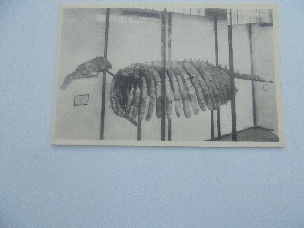 brussel historisch  museum -geraamte van sironoldzoogdier, Verzenden, 1940 tot 1960, Ongelopen, Overige thema's