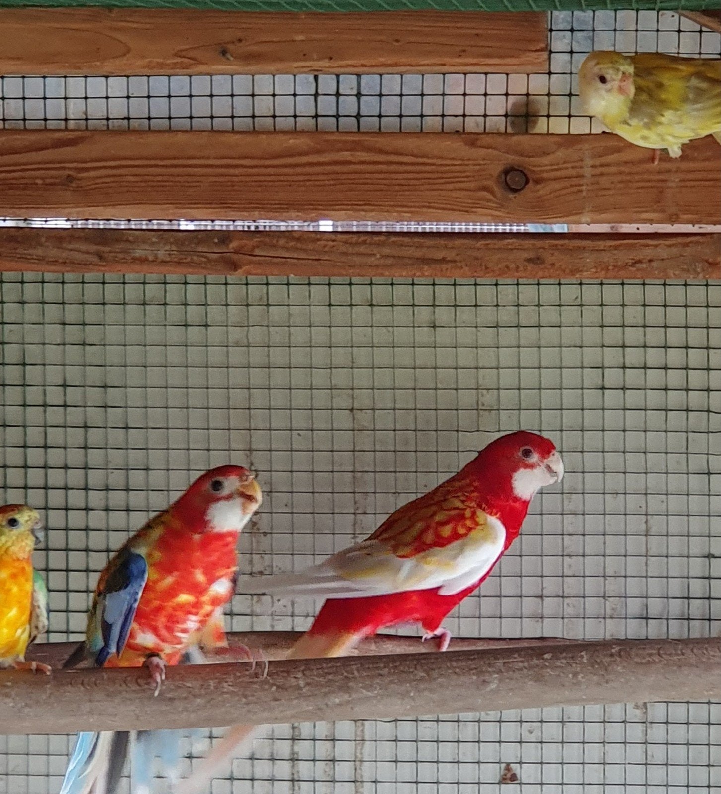 Rosella en roodruggen, Dieren en Toebehoren, Meerdere dieren, Parkiet, Geringd