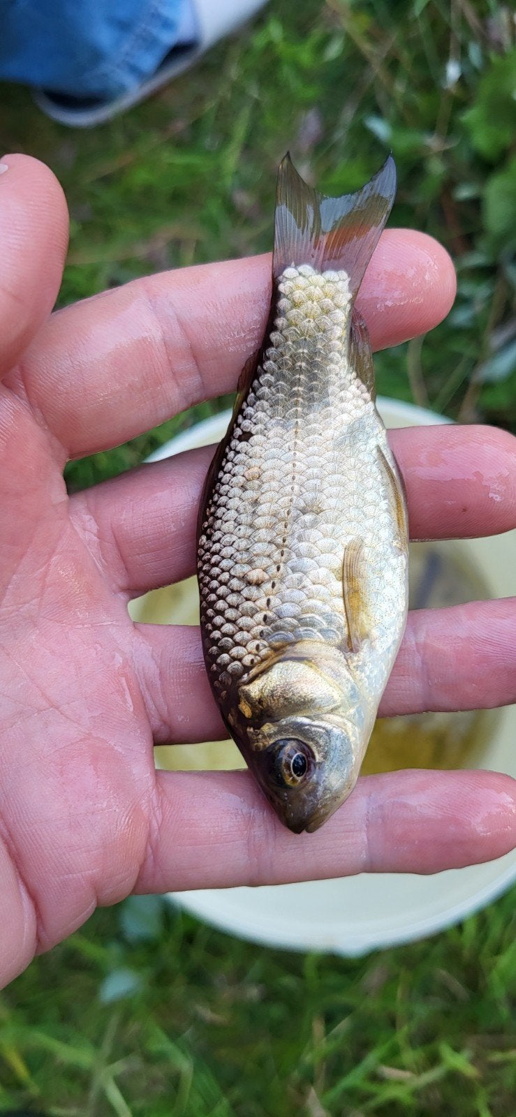 Kleine kroeskarpers 5 a 10cm, Dieren en Toebehoren