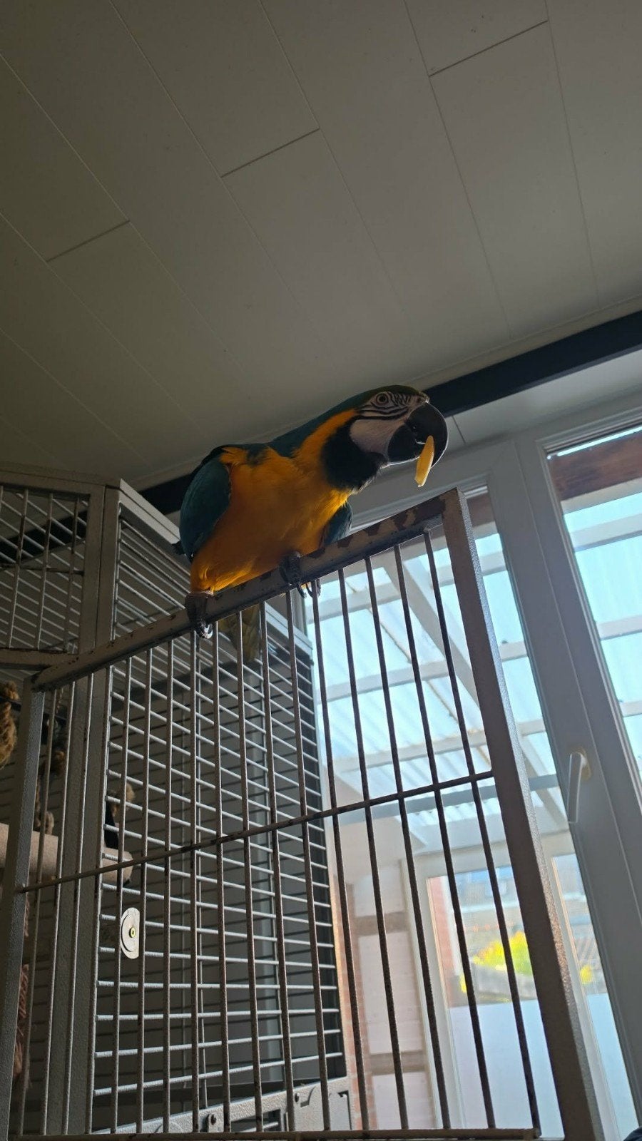 Ara tekoop, Dieren en Toebehoren, Vogels | Parkieten en Papegaaien