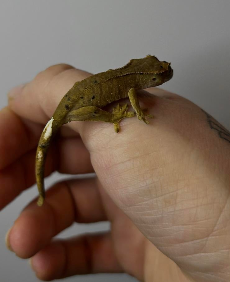 Wimpergekko baby, Lézard, 0 à 2 ans