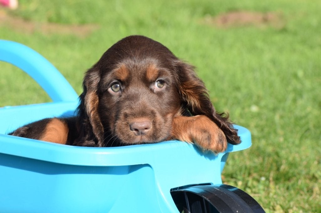 Engelse cocker spaniel pups diverse kleuren, België, 8 tot 15 weken, Meerdere, Meerdere dieren