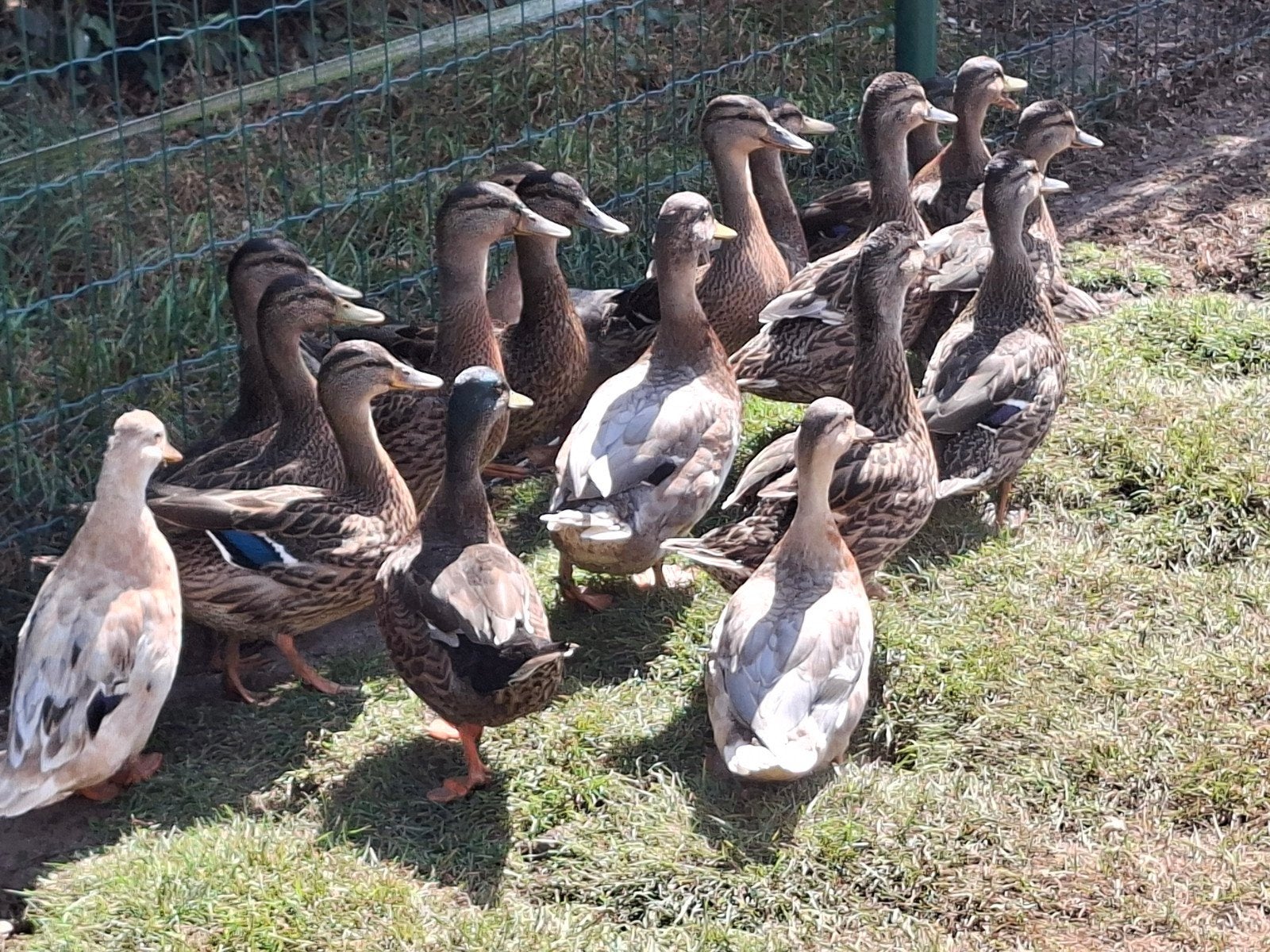 wilde eend man en kwaker man, Dieren en Toebehoren, Eend