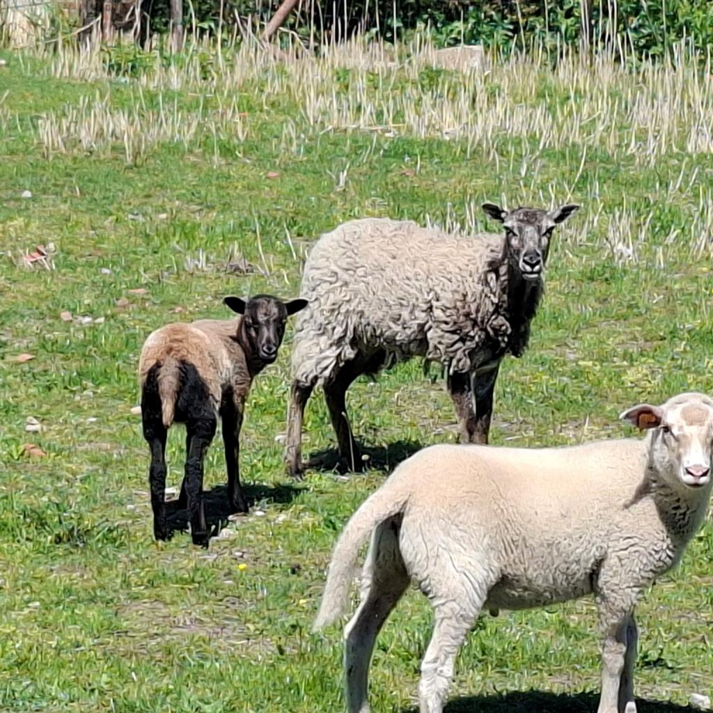 Maasduinenschaap ooien, Dieren en Toebehoren, Schapen, Geiten en Varkens