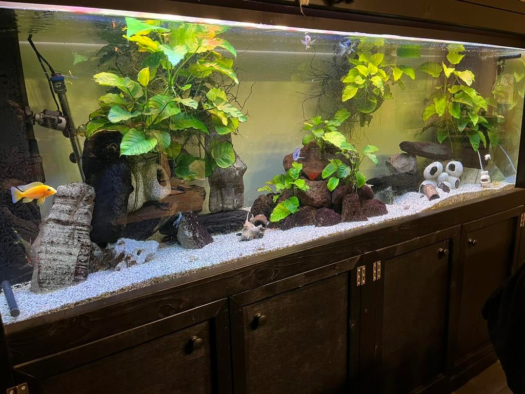Aquarium - zoetwater aquarium, Ophalen, Zo goed als nieuw, Gevuld zoetwateraquarium