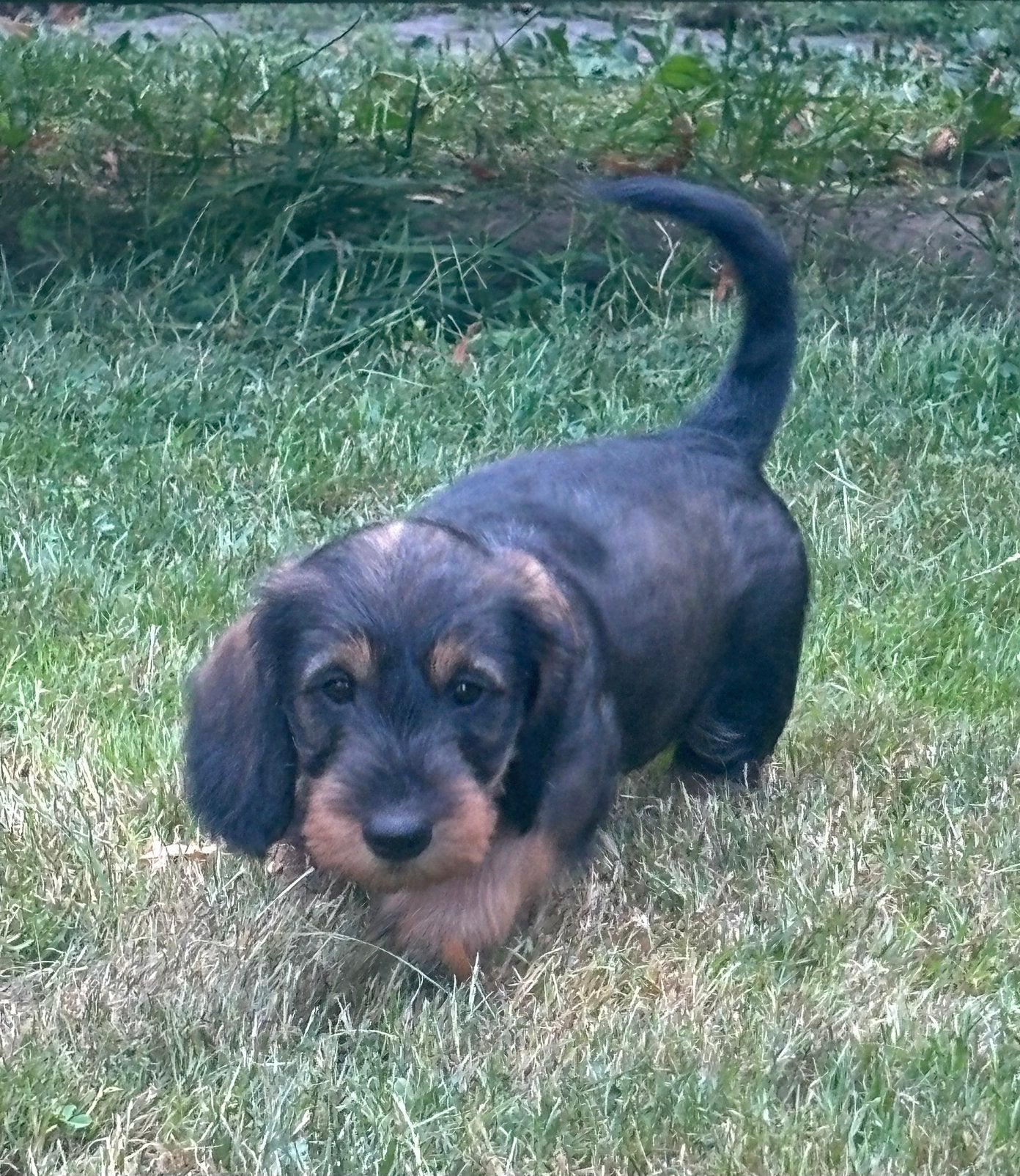 Mooie ruwharige dwergteckel pups,in huis grootgebracht, Parvo, België, Fokker | Hobbymatig, Reu
