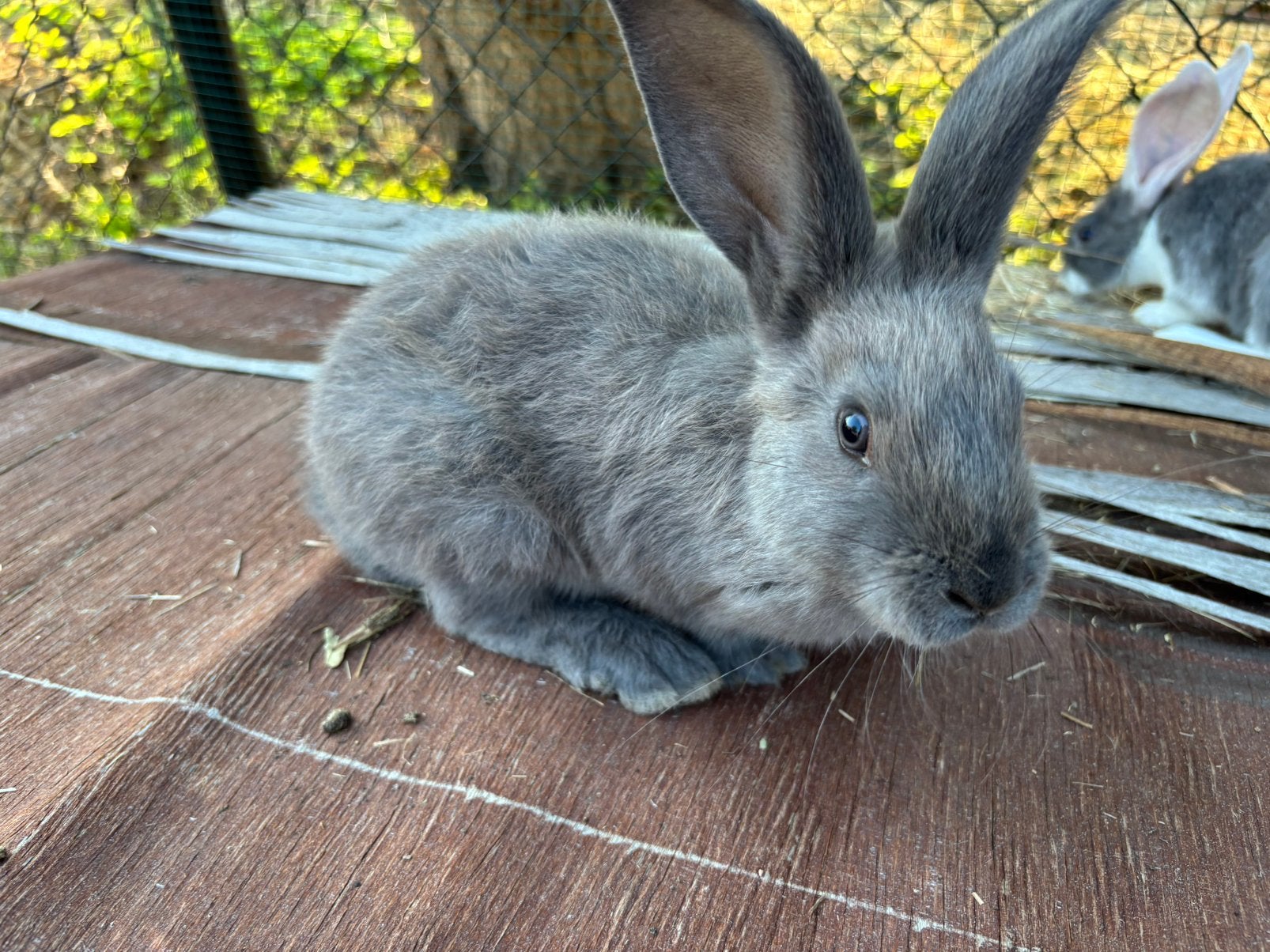 Vlaamse reuzen, Plusieurs animaux, Grand, 0 à 2 ans