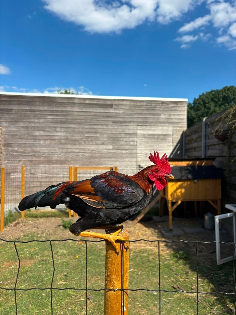 Modern Engelse vecht kriel, Mâle, Poule ou poulet