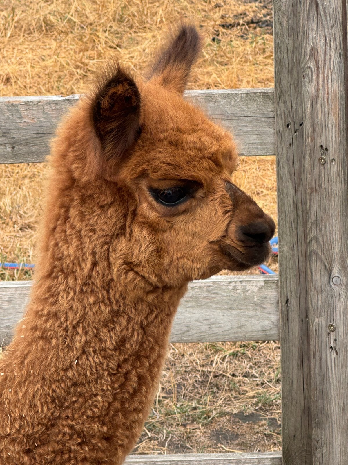 Alpaca hengst (cria), Dieren en Toebehoren, Juni, Mannelijk