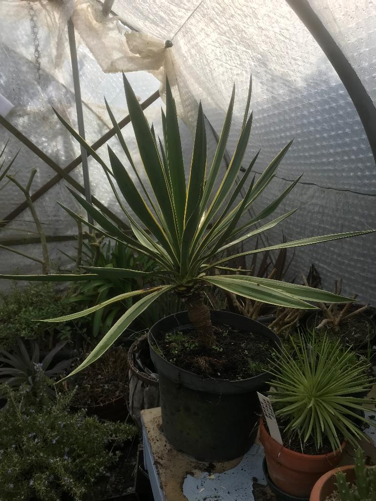 Yucca Gloriosa variegata, Volle zon, Vaste plant, Zomer, Ophalen