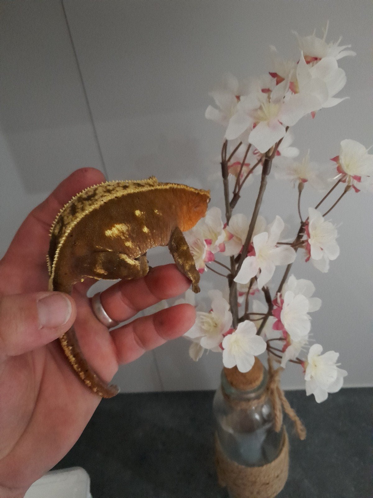 wimper gecko's, Lézard, 0 à 2 ans