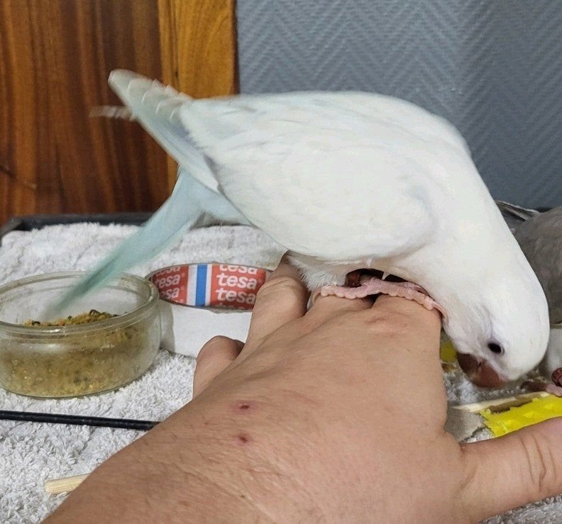 conure  souris apprivoisés, Animaux & Accessoires