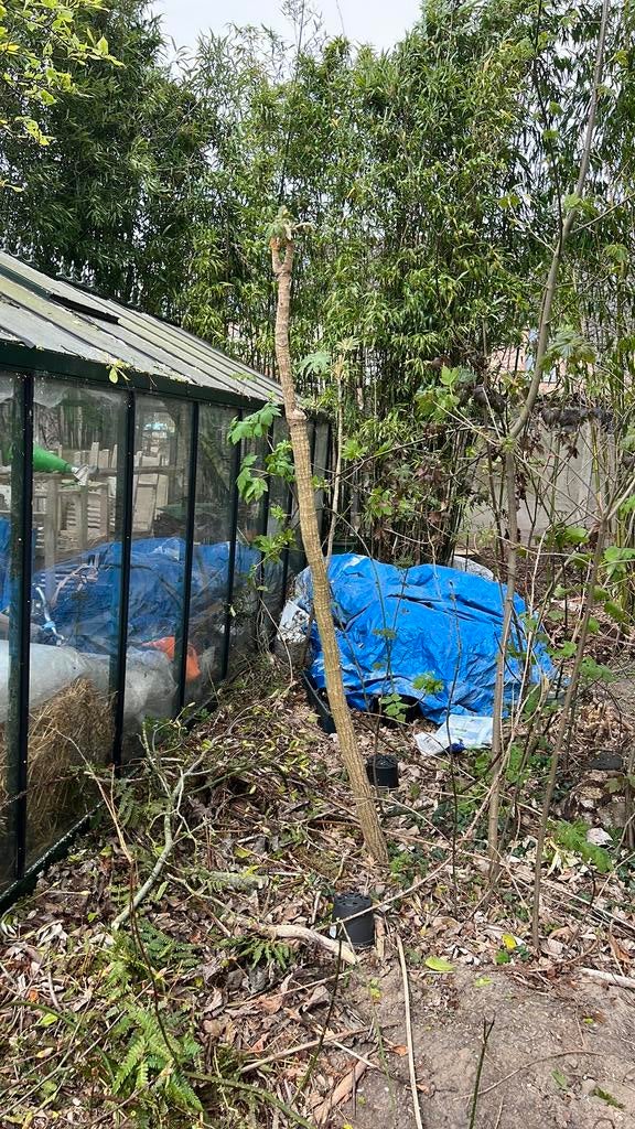 Terapanax, Tuin en Terras, Ophalen, Halfschaduw, Overige soorten, 100 tot 250 cm