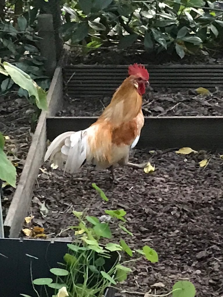 Krielhaan, Mannelijk, Kip