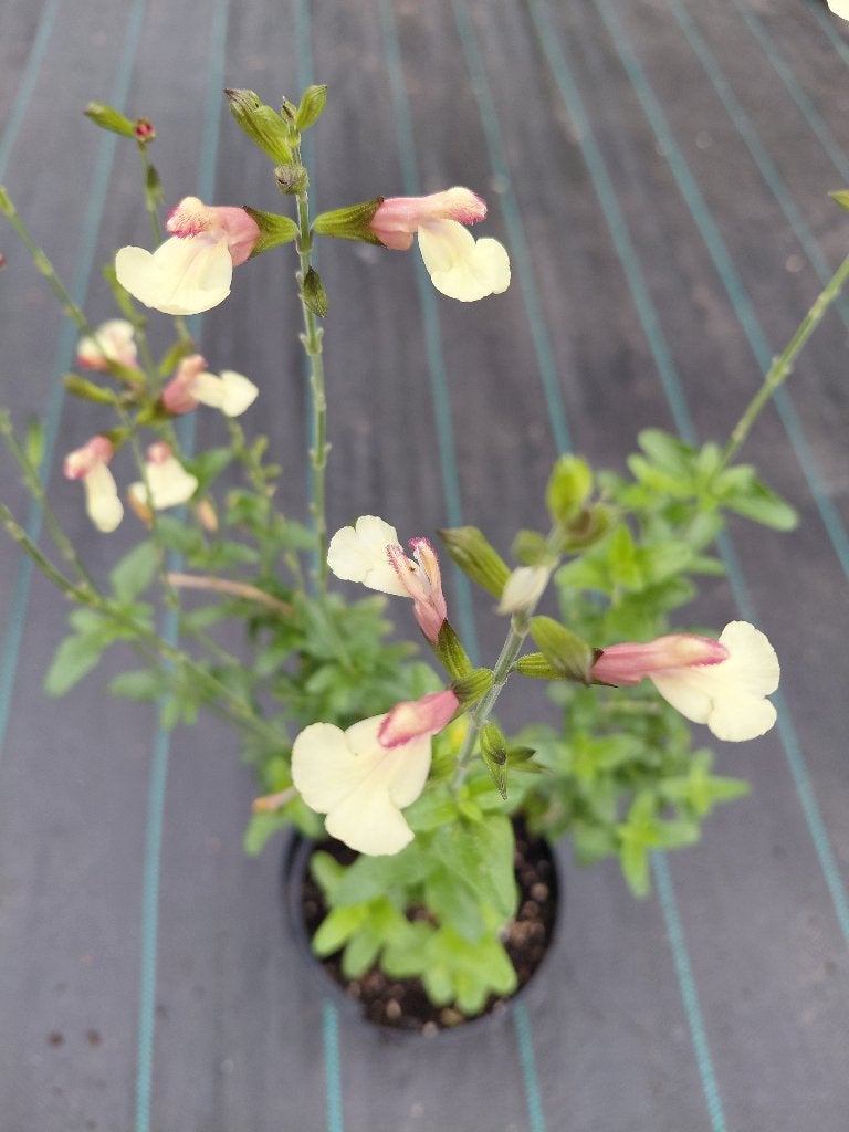 Salvia geel, Tuin en Terras, Ophalen, Zomer, Volle zon