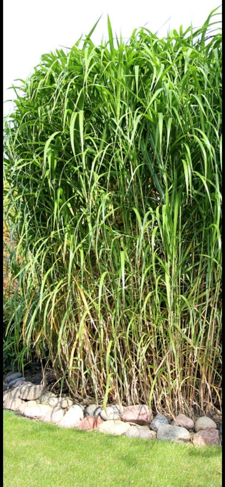 prachtriet, miscanthus giganteus 2,5m tot 3m hoog, Tuin en Terras, Ophalen