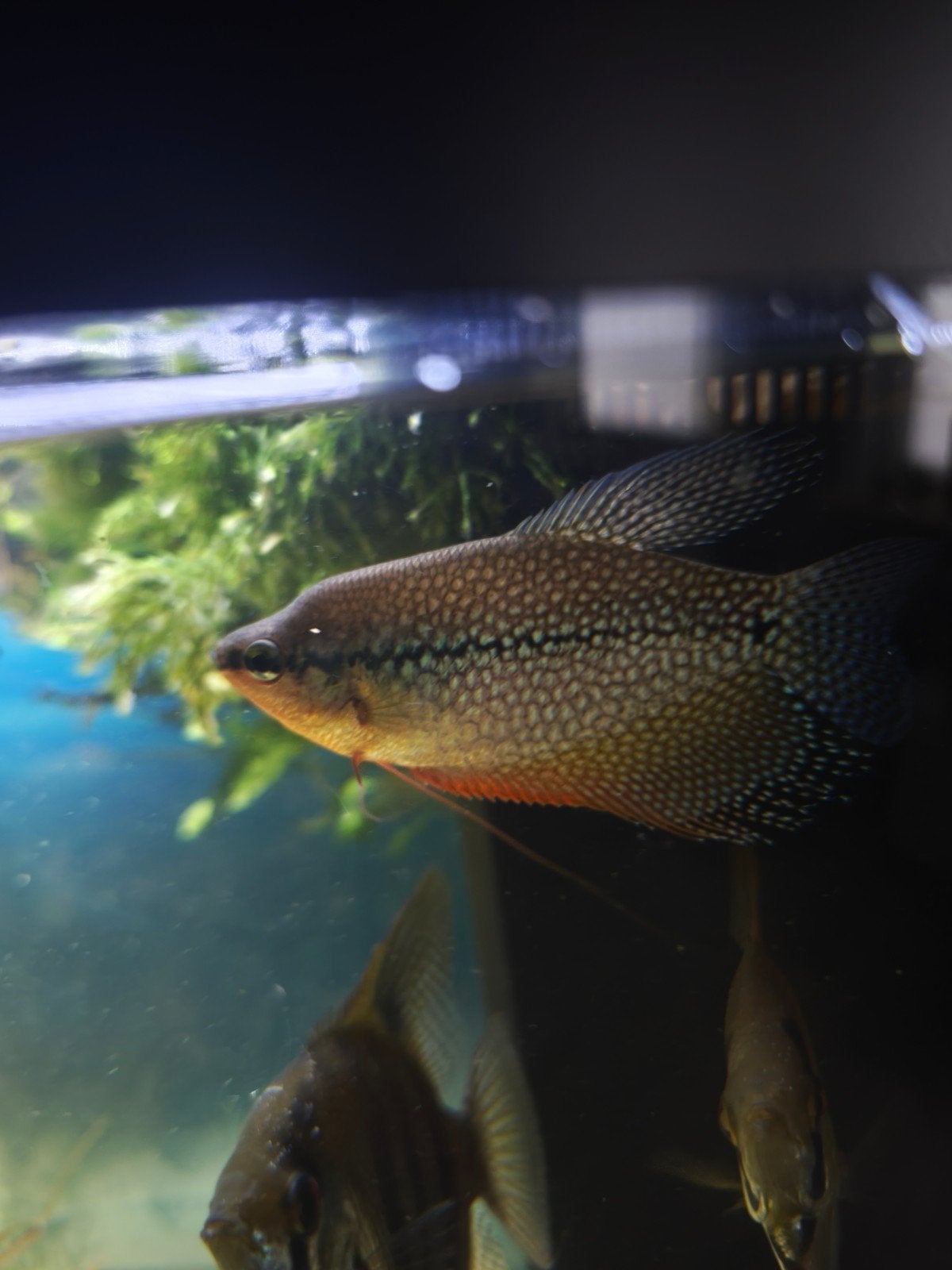 Vissen te koop, laatste stuks, Dieren en Toebehoren, Vis, Zoetwatervis