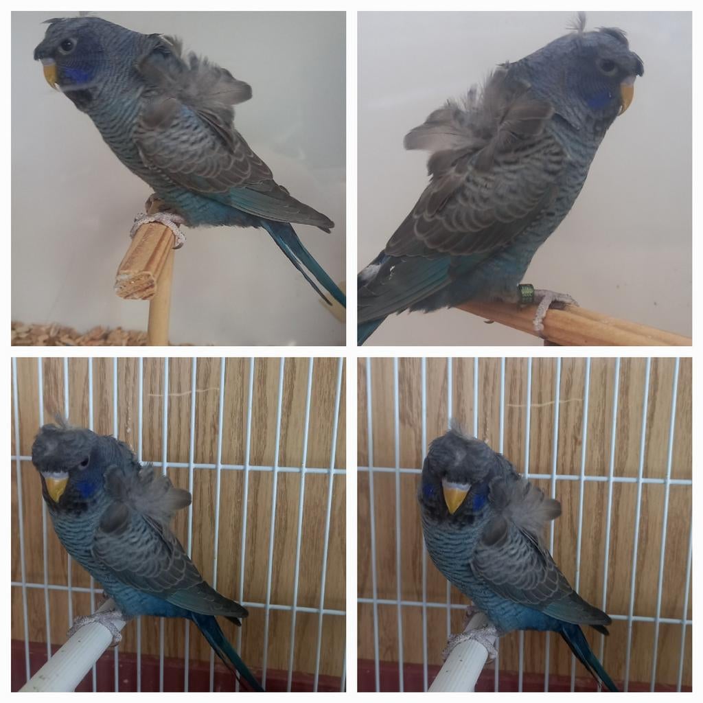 Mutations de Hagoromo moins courantes