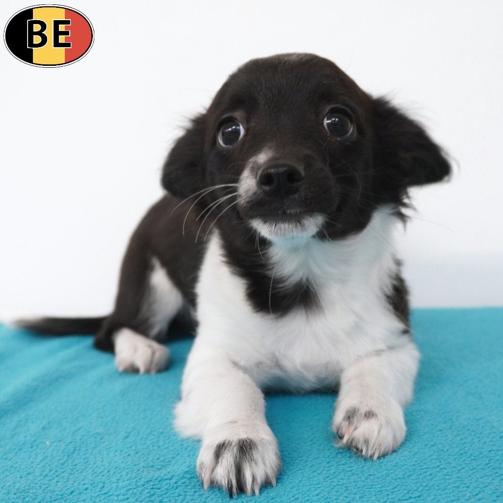 Chihuahua Zwart-Wit Langhaar (reutje) Belgische pup, Parvo, België, 15 weken tot 1 jaar, Eén hond