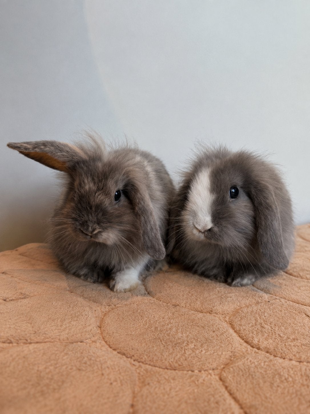 Twee hangoor (baby) konijntjes, Meerdere dieren, Middelgroot, Hangoor, 0 tot 2 jaar