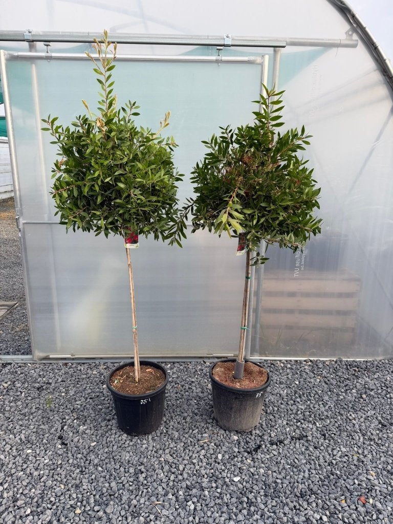 Calistemon citrinis, Ophalen