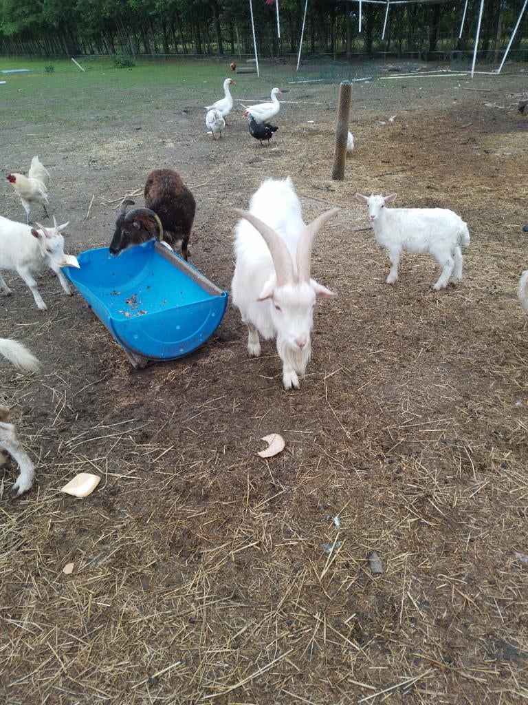 Ruilen, Dieren en Toebehoren, Schapen, Geiten en Varkens