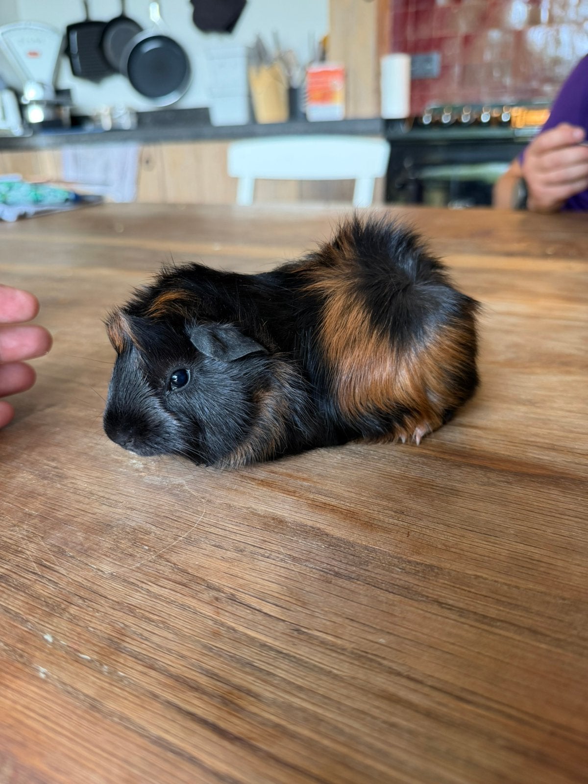 Mooie borstelcavia, Animaux & Accessoires, Rongeurs, Mâle, Juin, Domestique, Cobaye