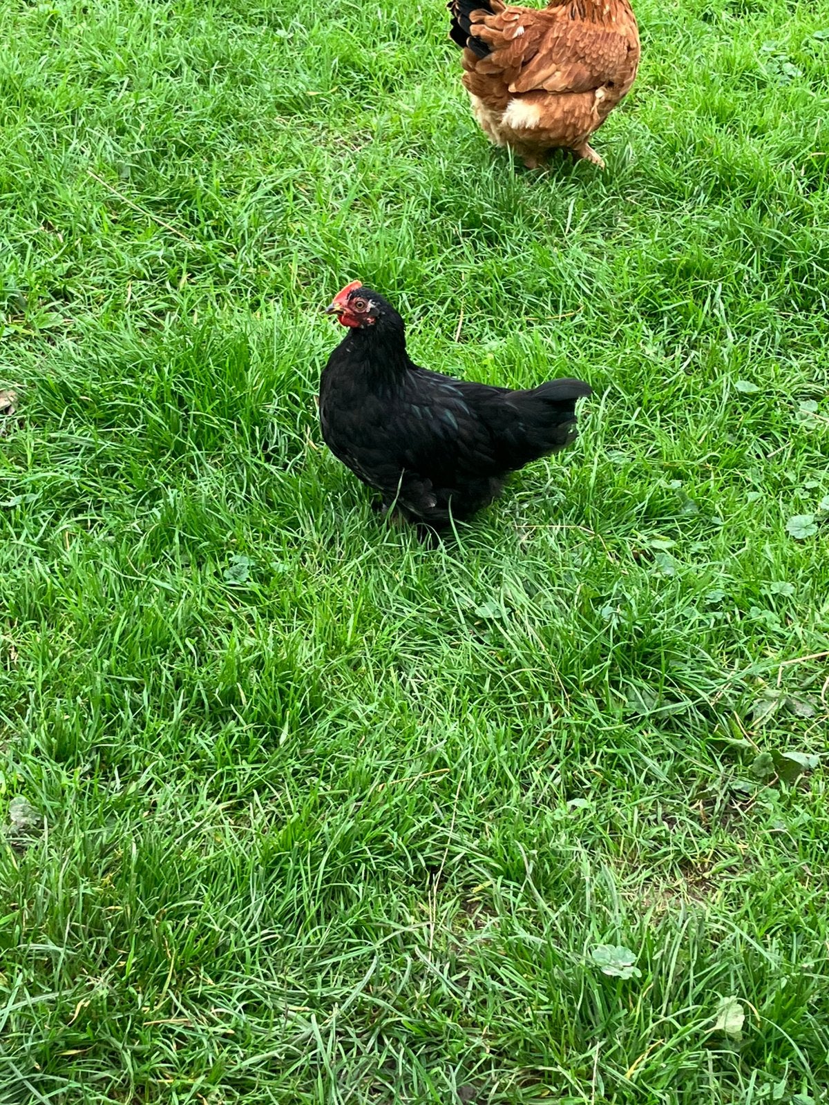 Gratis haantje, Animaux & Accessoires, Mâle, Poule ou poulet