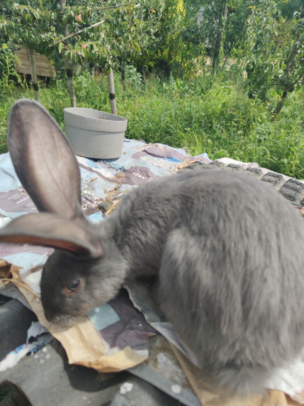 Hochet à lapin géant flamand