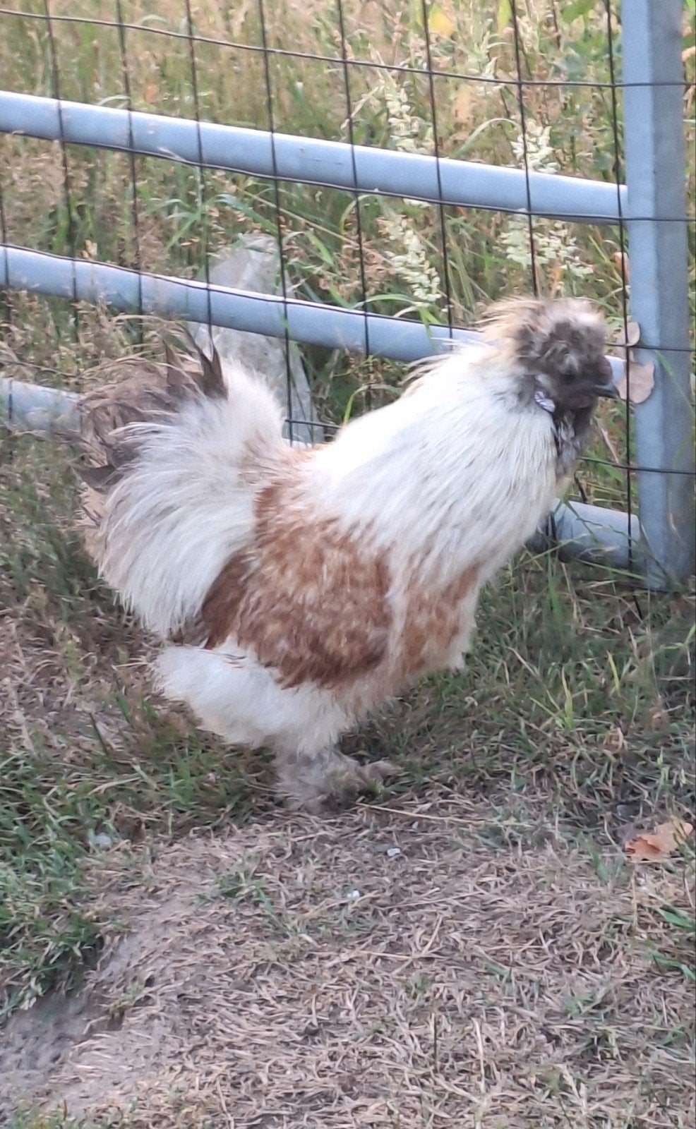 Zijdehoen haantje, Dieren en Toebehoren