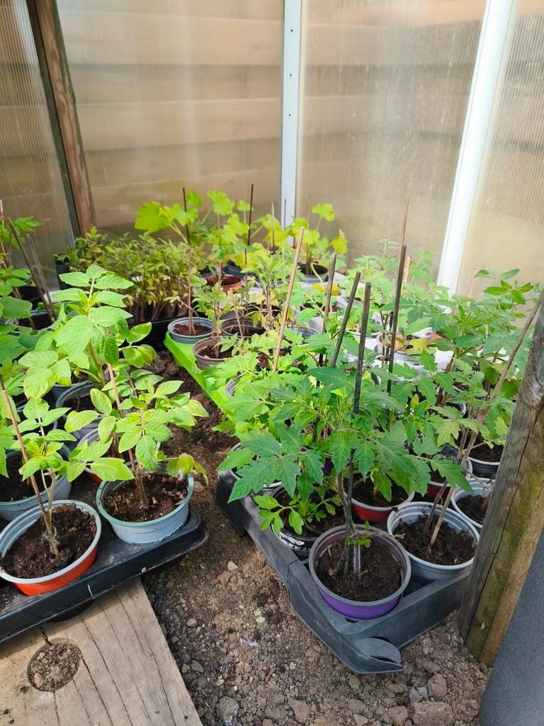 Tomatenplantjes, ,komkommer, courgette,  pompoen, Tuin en Terras, Ophalen