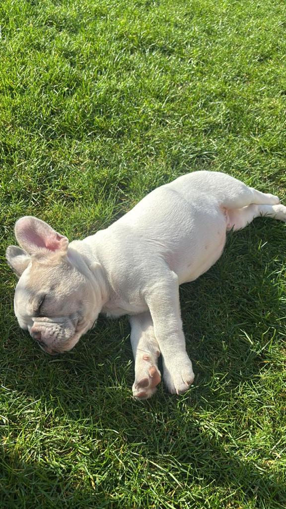 Franse bulldog puppy, Tuin en Terras, Tuinbeelden, Ophalen of Verzenden