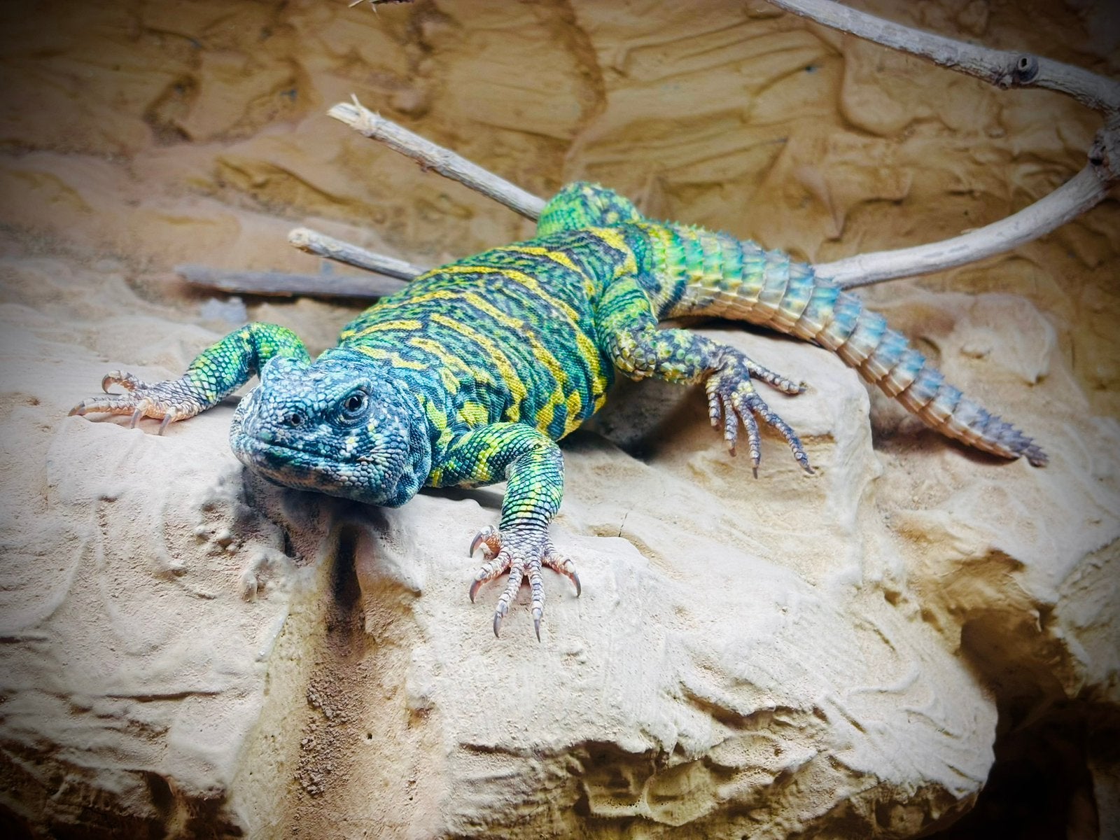 Uromastyx ornata, Animaux & Accessoires, Lézard, 0 à 2 ans