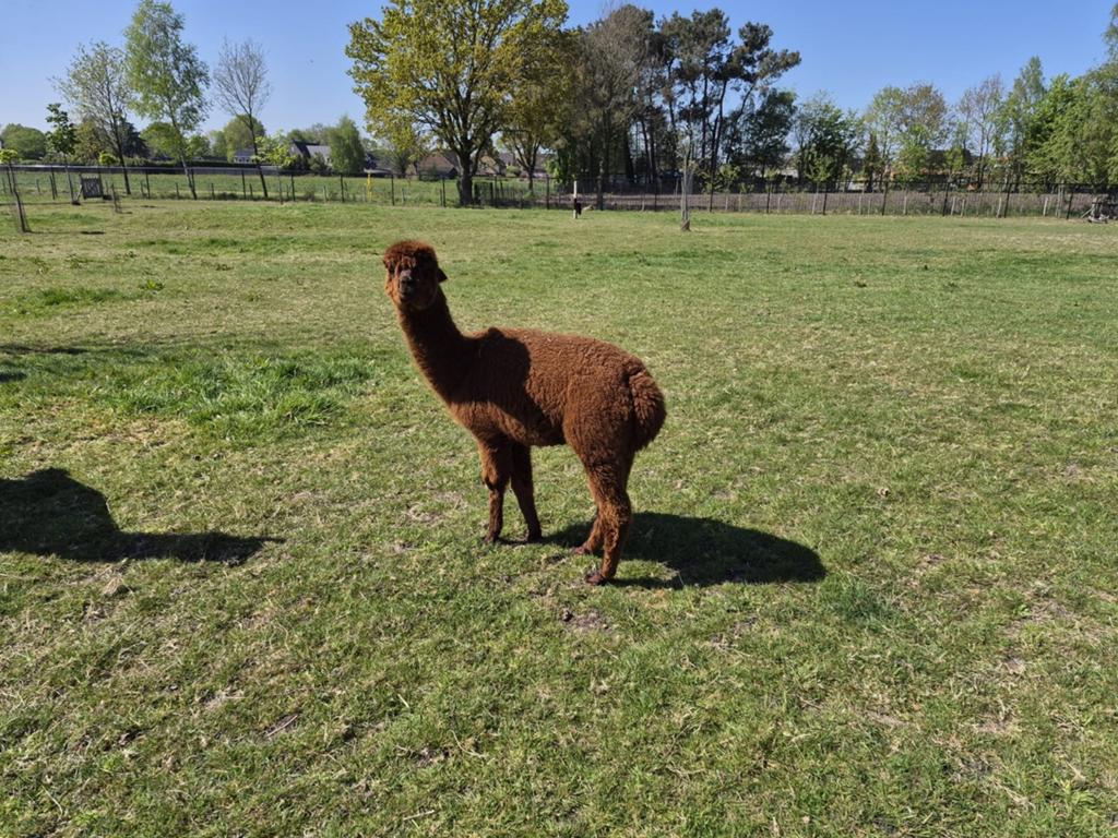 Meerdere alpaca's, Dieren en Toebehoren, Overige Dieren, Juni, Meerdere dieren