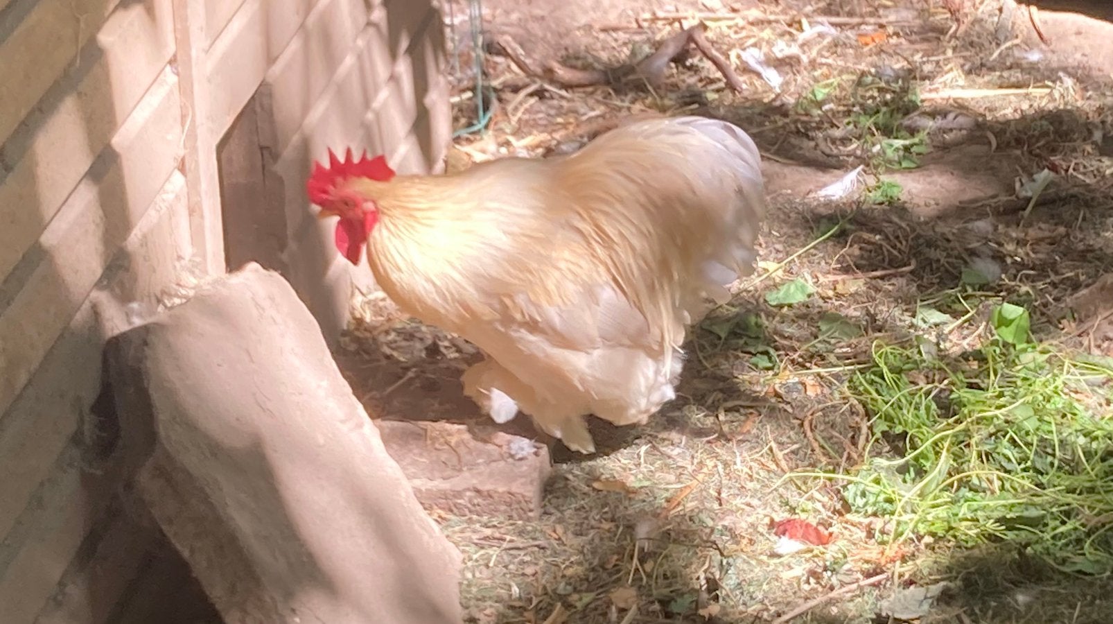 Cochin kriel haantje, Dieren en Toebehoren, Pluimvee