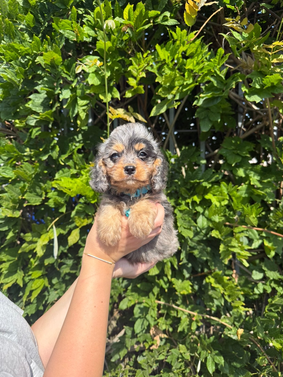 Prachtige cavapoo pups, Dieren en Toebehoren, Honden | Chihuahua's en Gezelschapshonden, België, Overige rassen, CDV (hondenziekte)
