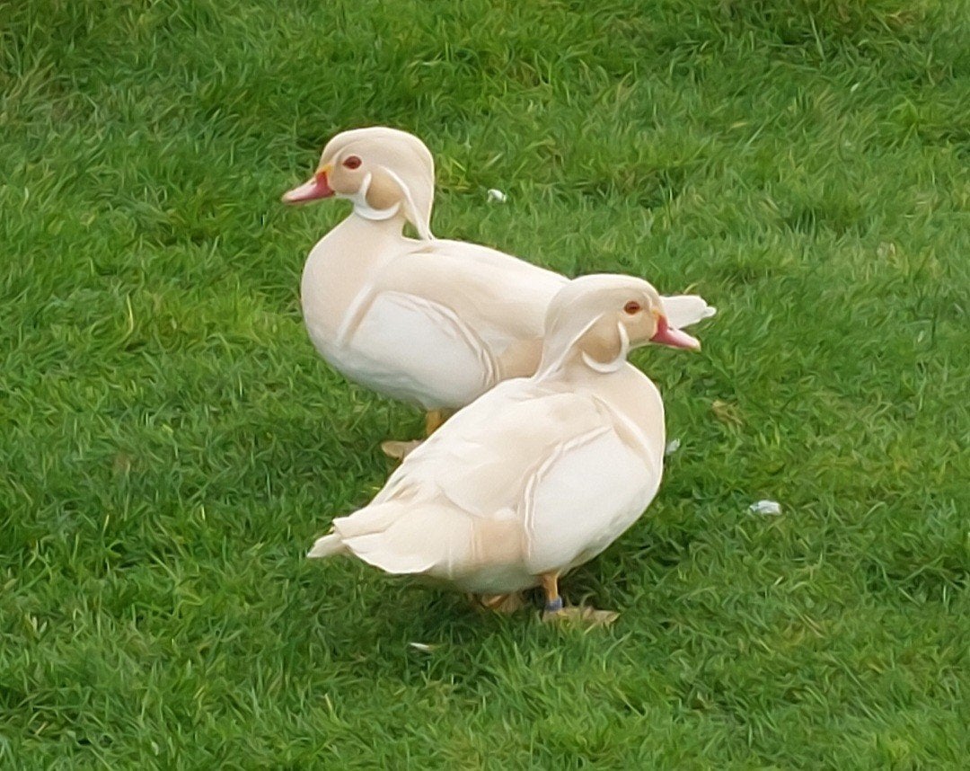 Carolina eenden. Witte carolina., Dieren en Toebehoren