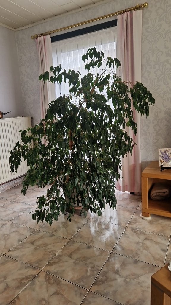 Belle plante Ficus benjamina (figuier pleureur) — env 1,60 m, Maison & Meubles, Plantes d'intérieur, Ficus, En pot, 150 à 200 cm