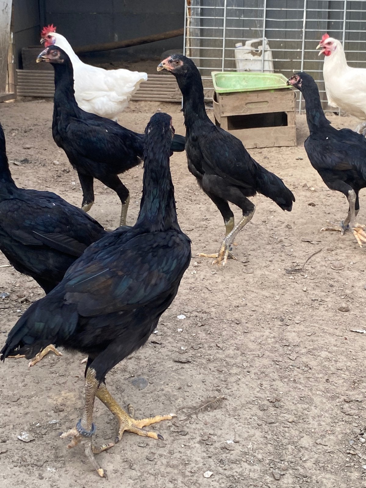 Hen ganoi ( zuiver inport ) enkel jonge hennen te koop
