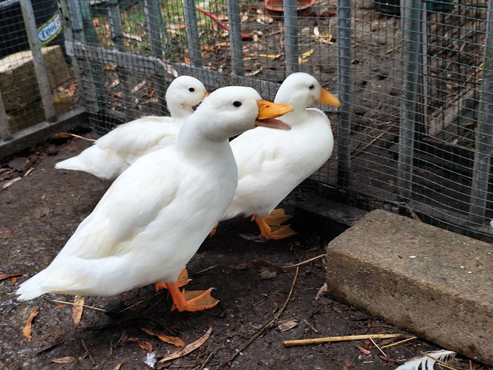 eend koppel Hollandse kwaker, Meerdere dieren, Eend