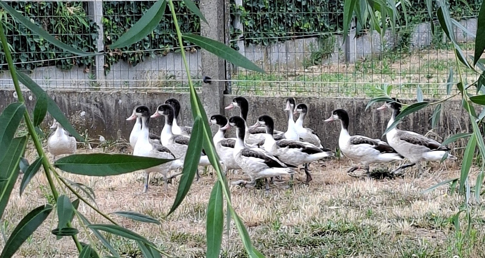Bergeenden. Bergeend, Dieren en Toebehoren