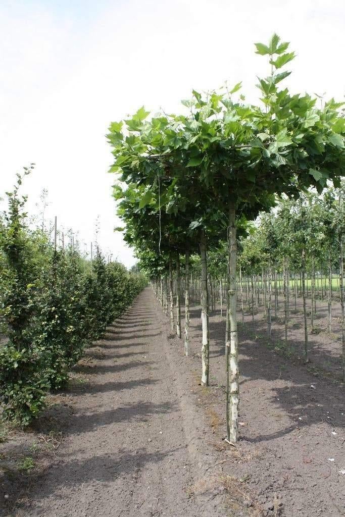 Leibomen & Dakbomen – Liquidambar, Linde en Plataan