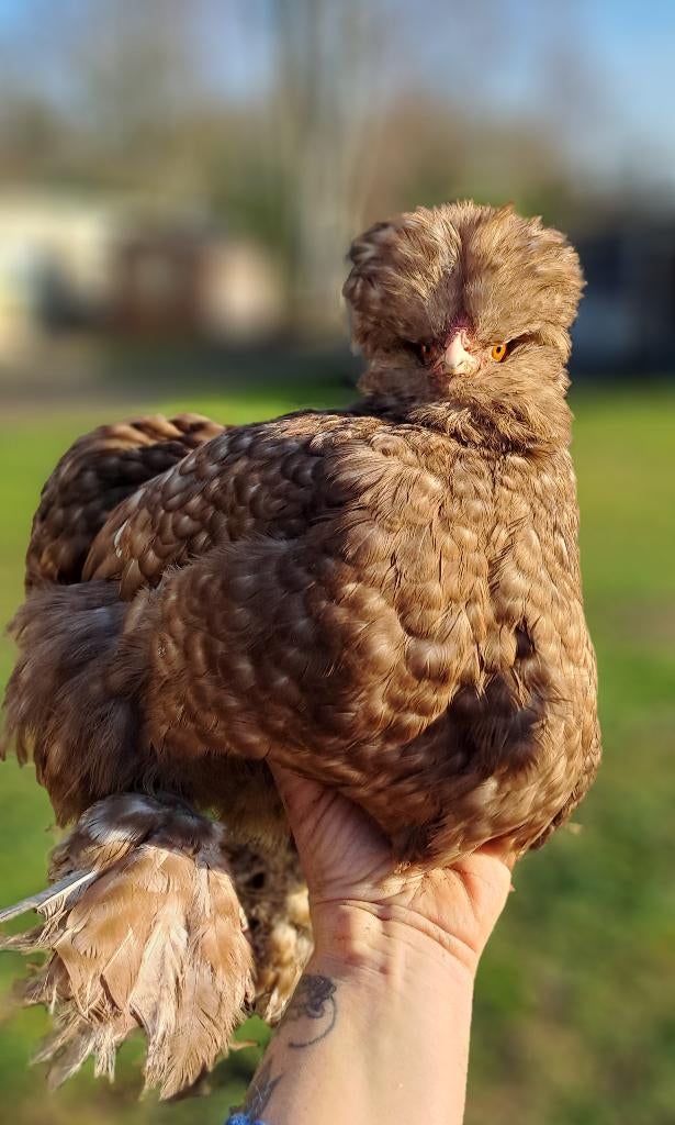 Broedeieren zijdehoen 2 euro, Dieren en Toebehoren, Pluimvee, Kip