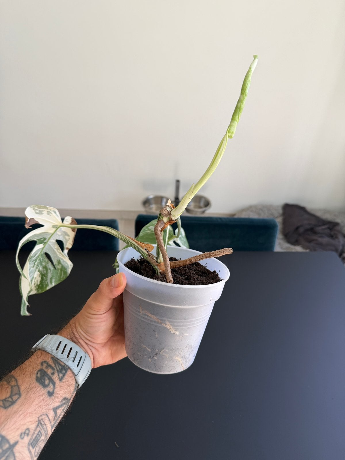 Monstera Deliciosa Albo, Enlèvement, Autres espèces, Moins de 100 cm