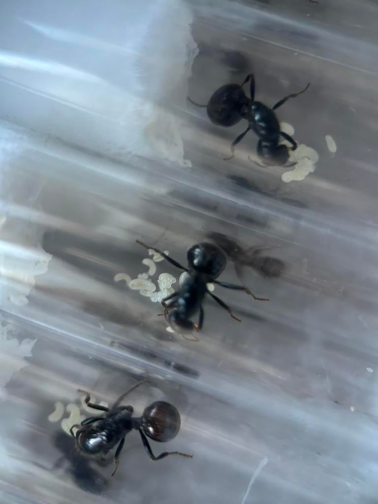 Messor barbarus queens / mieren ant kolonie, Dieren en Toebehoren