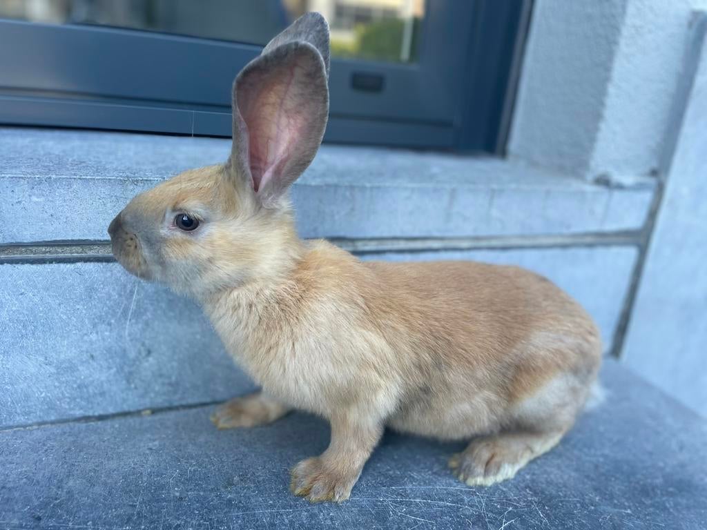 Reuzenvlinders/lotharingers, Dieren en Toebehoren, Konijnen