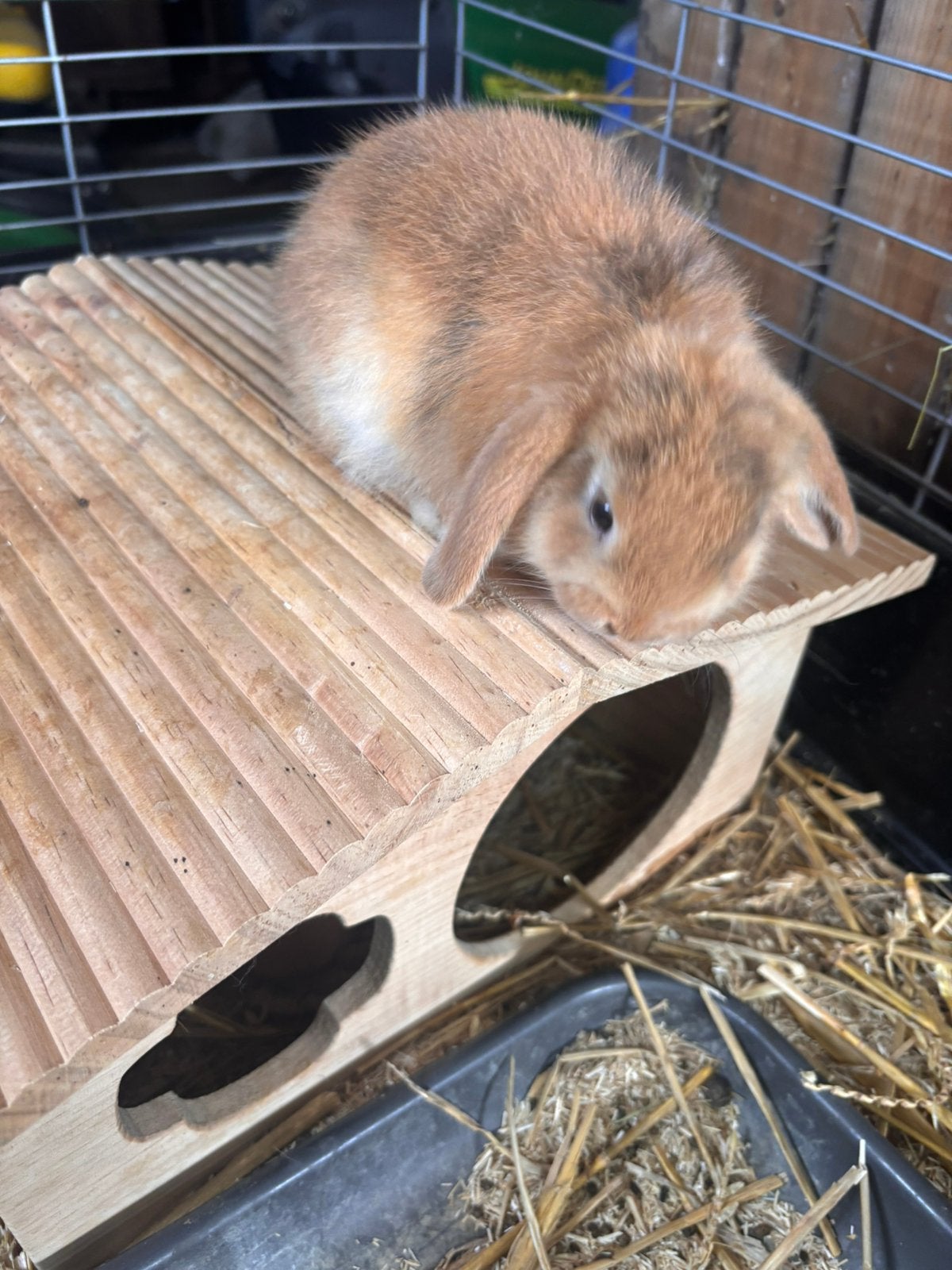 Hangoortjes, Dieren en Toebehoren, Meerdere dieren, Dwerg, Hangoor, 0 tot 2 jaar