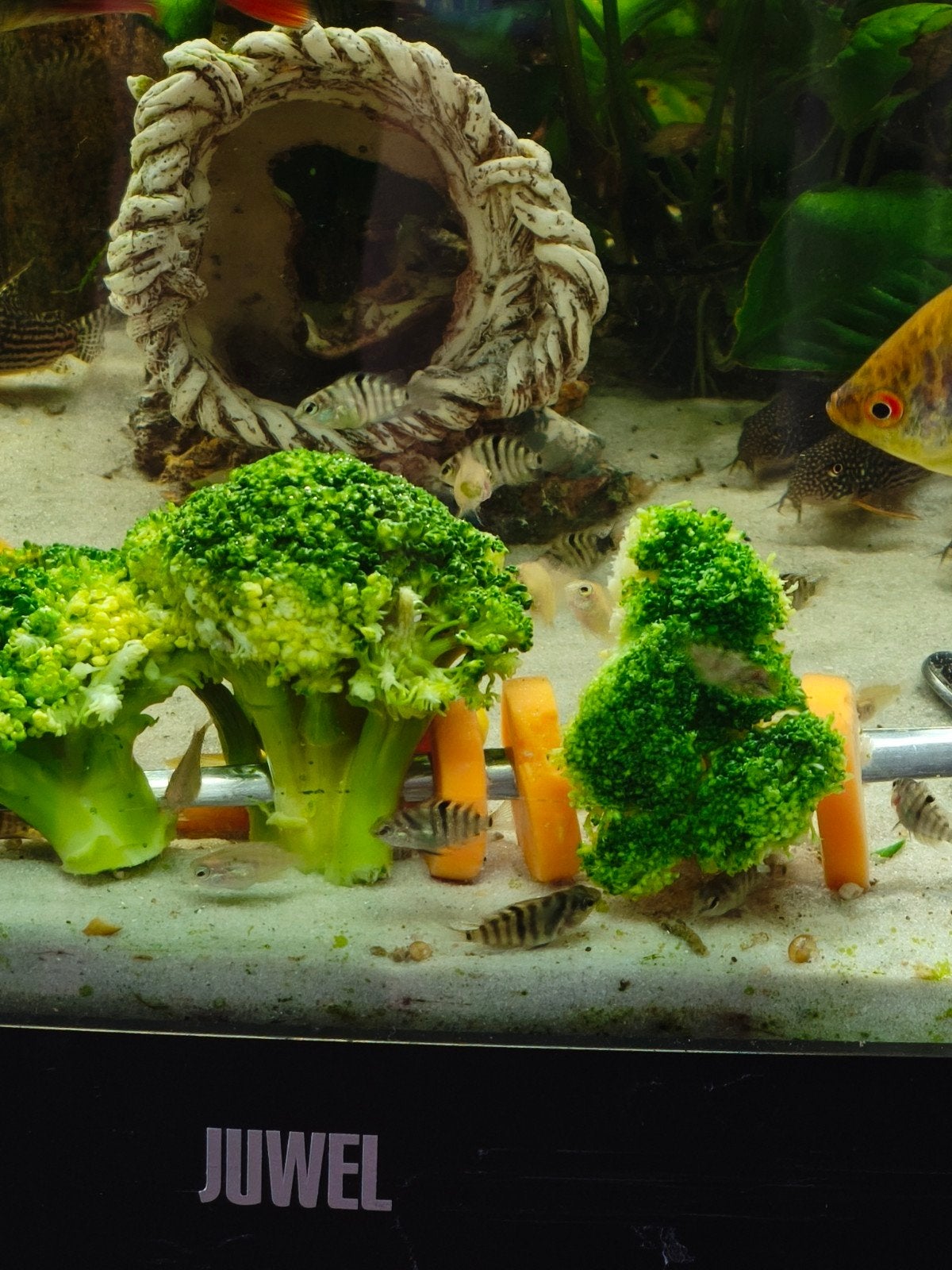 Chiclide jongen, Poisson, Poisson d'eau douce, Banc de poissons