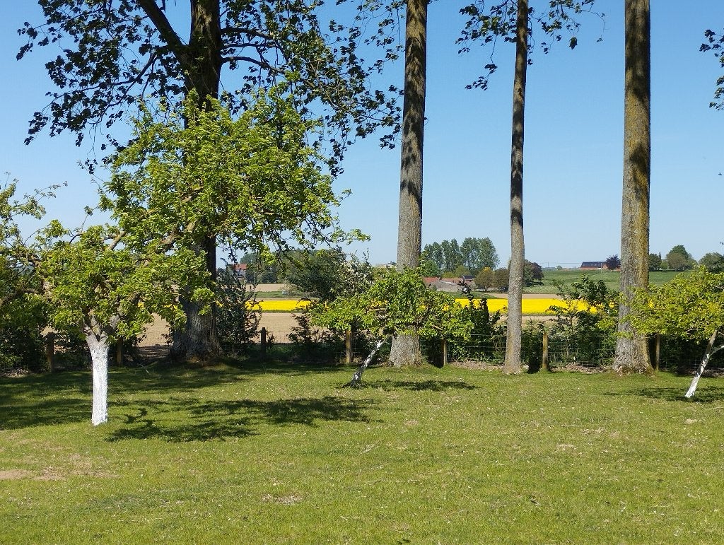 Staande bomen te koop, Tuin en Terras, Planten | Bomen, Ophalen, Overige soorten, 400 cm of meer